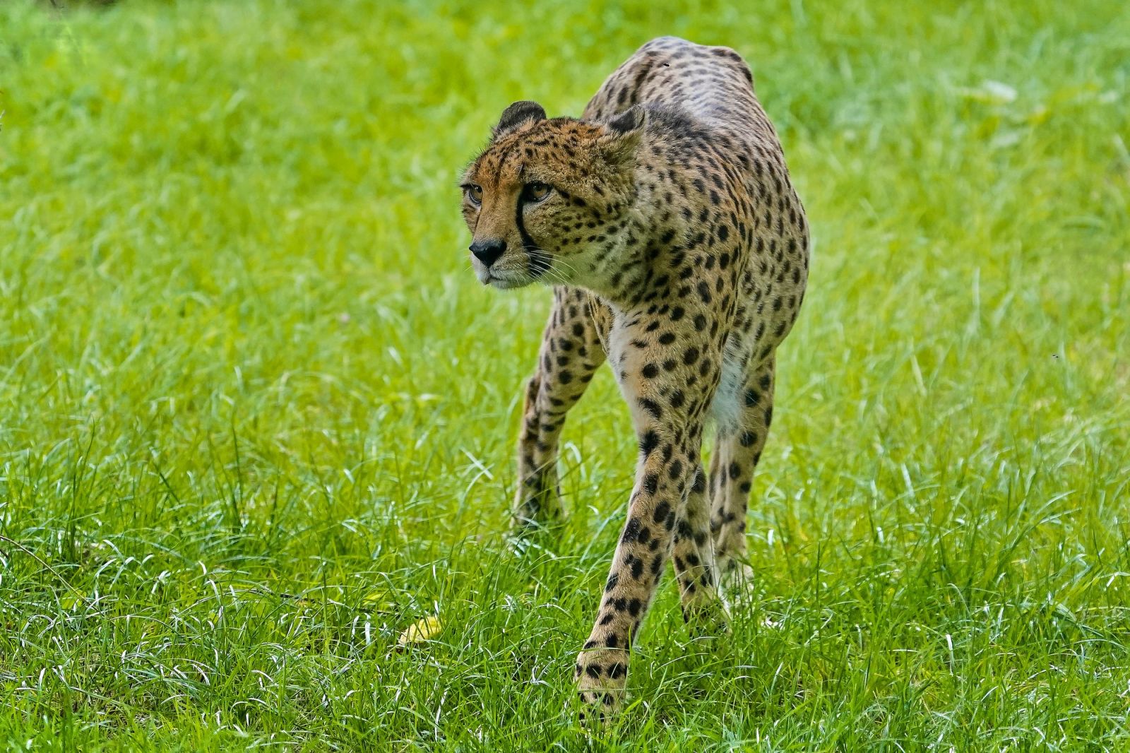 NFL on FOX - Go OFF, Cheetah! 