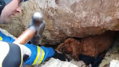 Leo the cocker spaniel got stuck after falling over a cliff near Whitepark Bay on the North Coast. Credit: CGOC Belfast Coastguard