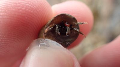St Piran's Hermit Crab