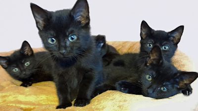 Fluffy 2024 newborn kittens