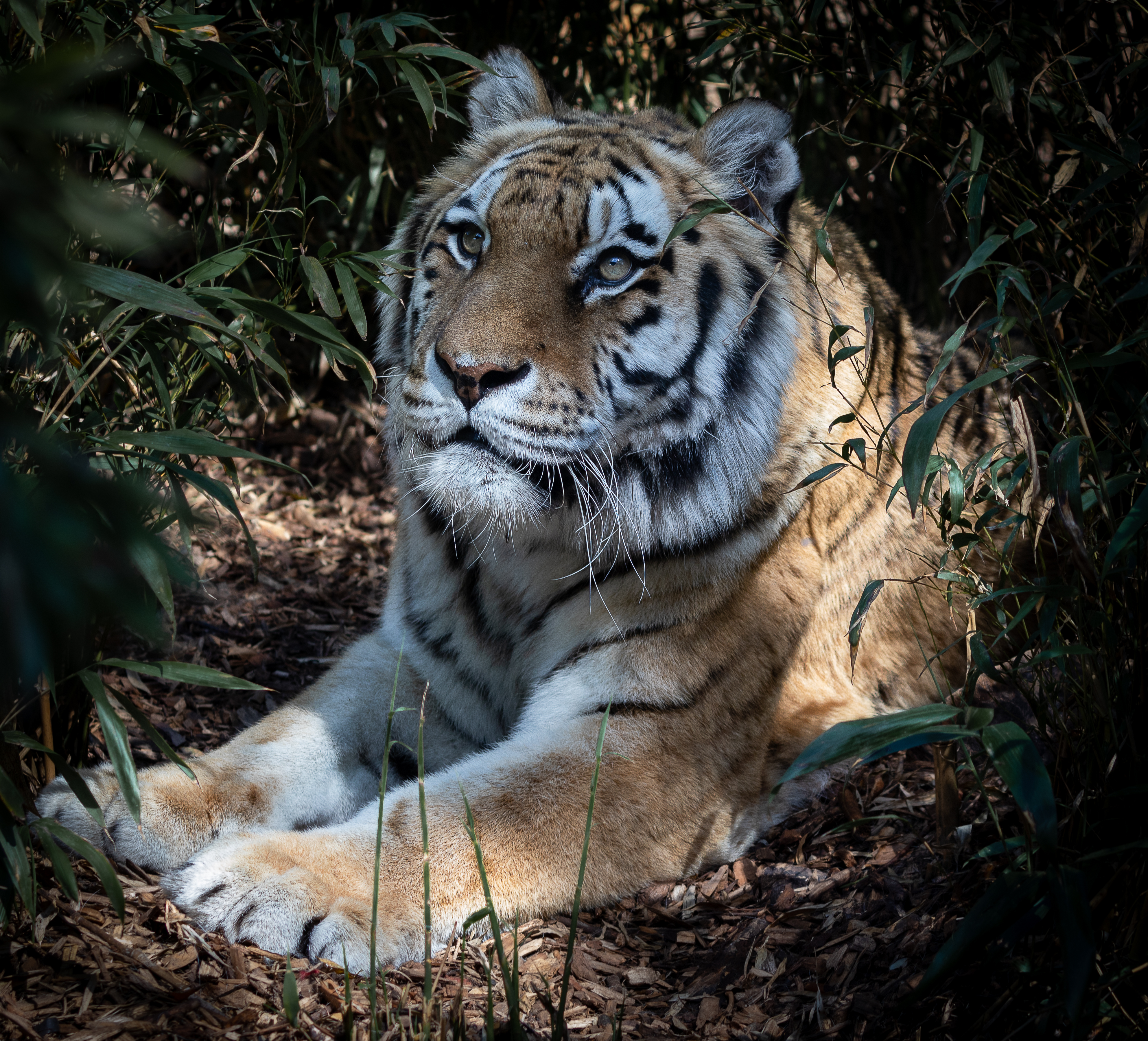 Rare white tiger mauled to death by Bengal tigers after zoo mistake, The  Independent