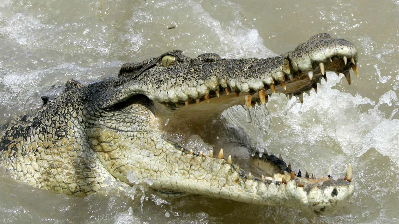 Body found in search for 12-year-old girl after crocodile attack in Australia