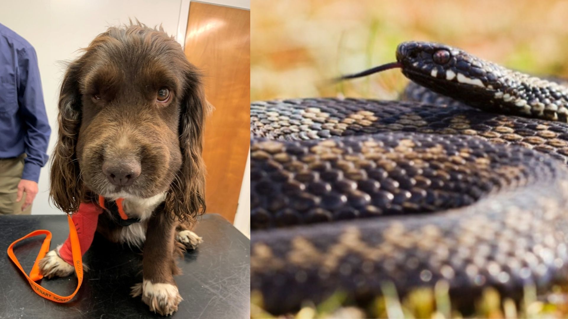 Dog Owners Warned To Watch Out For Venomous Snakes As Cocker Spaniel ...