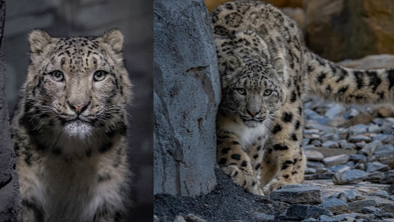 Chester Zoo Gets Its First Ever Snow Leopards | ITV News Granada