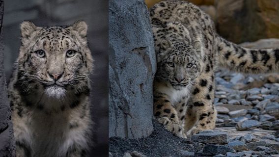 Chester Zoo welcomes snow leopards for first time in its 93-year history, UK News