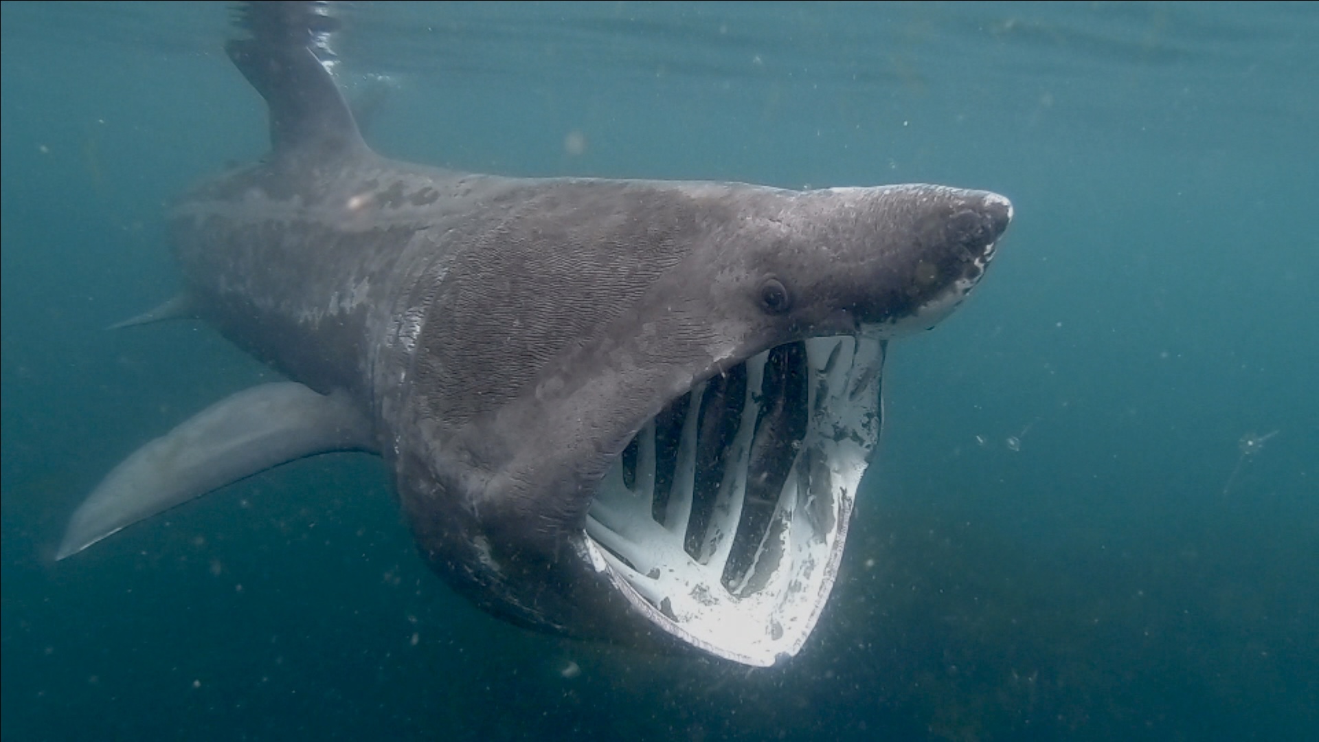 Basking shark