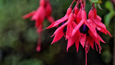 Fuschias in November