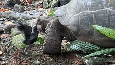 Giant tortoise stuns wildlife experts in Seychelles by attacking and eating  baby bird on camera | ITV News