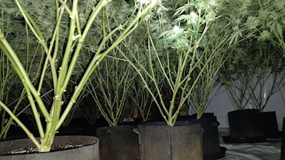 cannabis find Doncaster