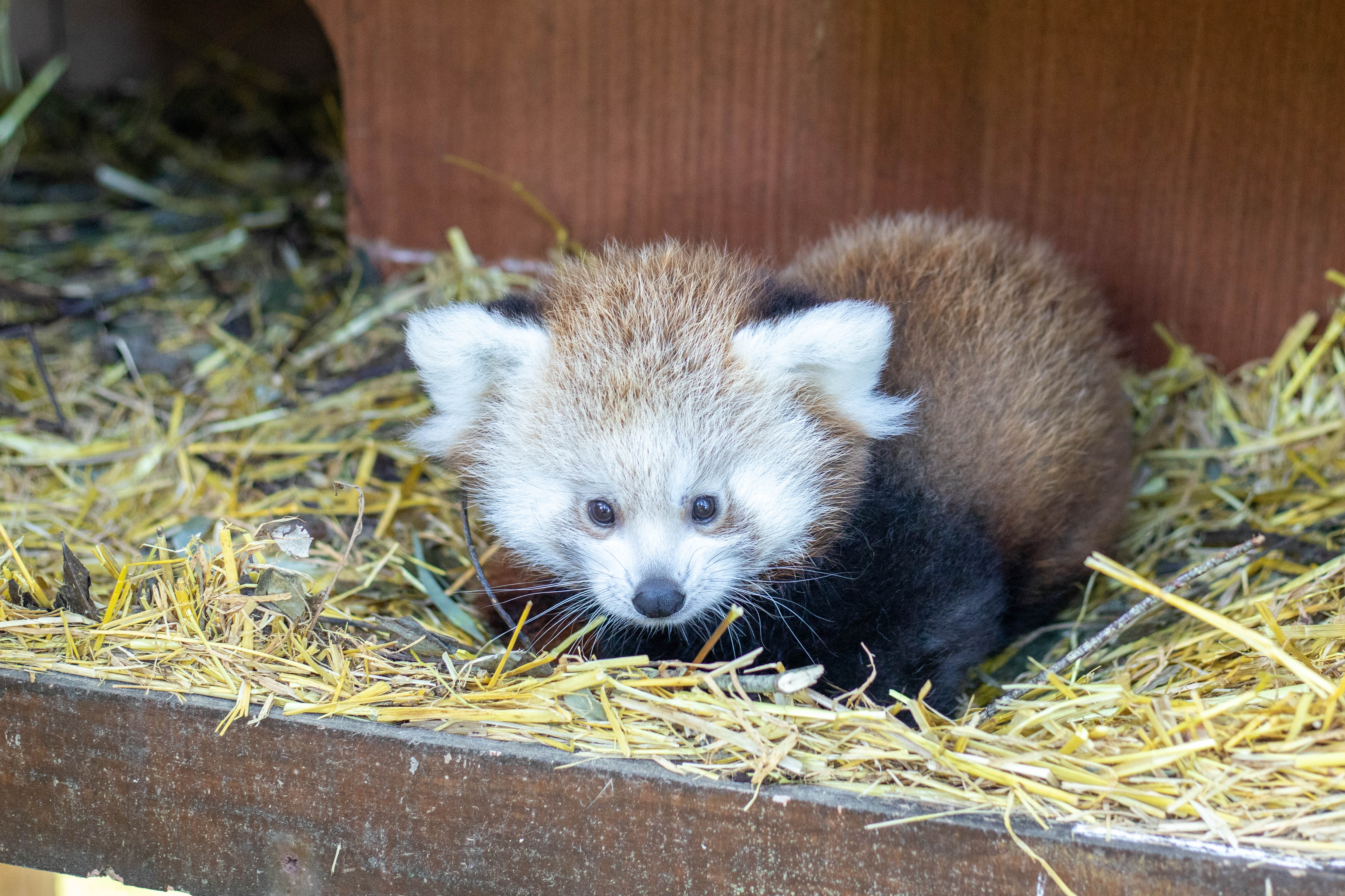 Red Panda Born At Newquay Zoo Itv News West Country
