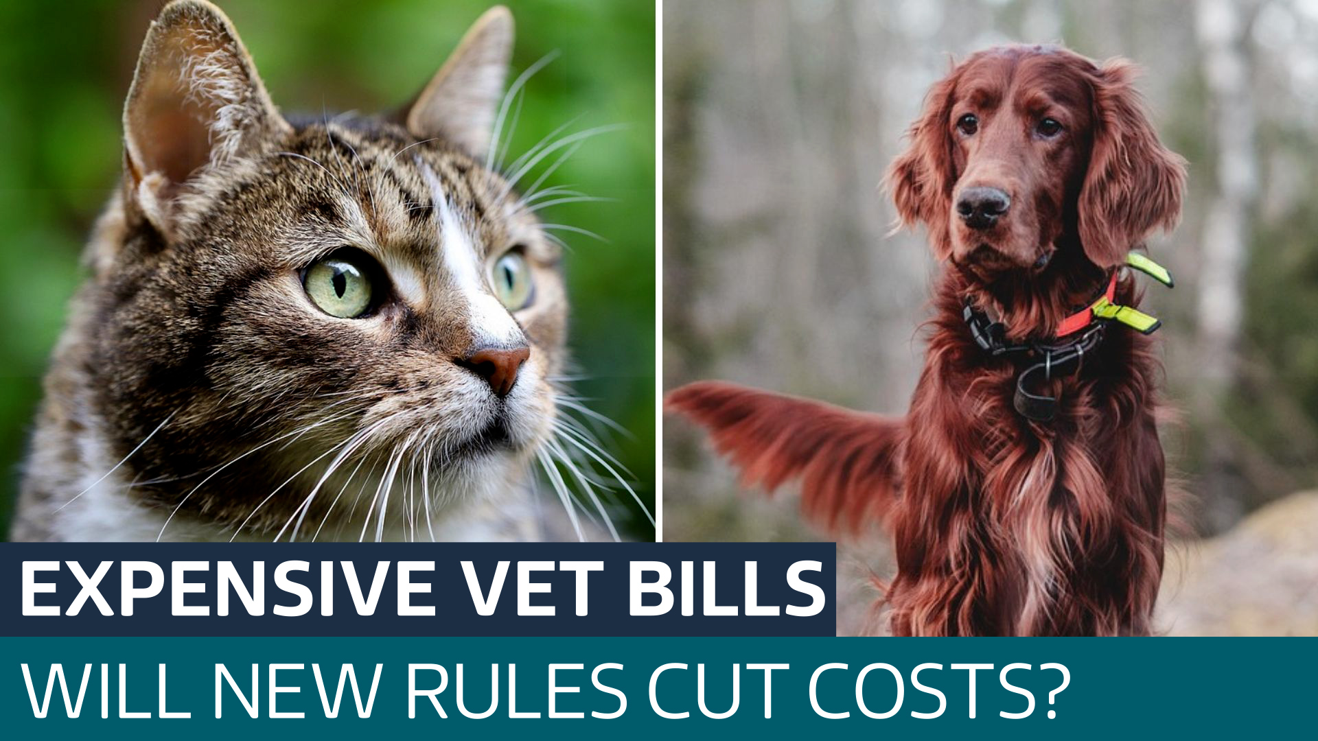 Veterinary sector to get biggest shake-up in 60 years - Latest From ITV News