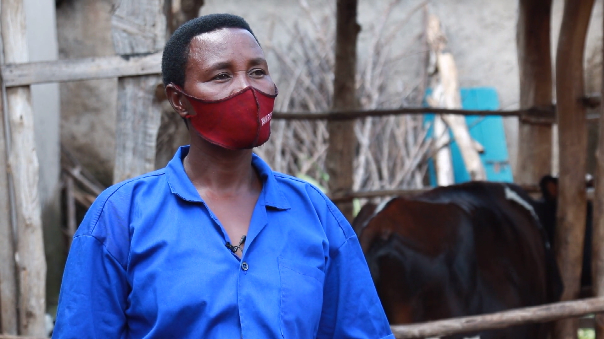 Jersey cow help for Rwanda farmers - BBC News