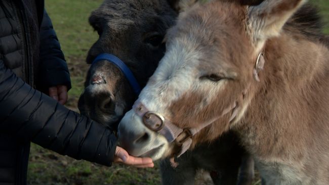 Donkey saved from Italian meat market finds forever home in Jersey | ITV  News Channel