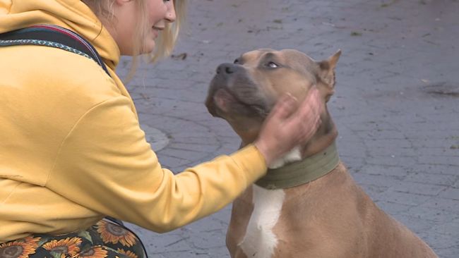 Dog breeds deals itv
