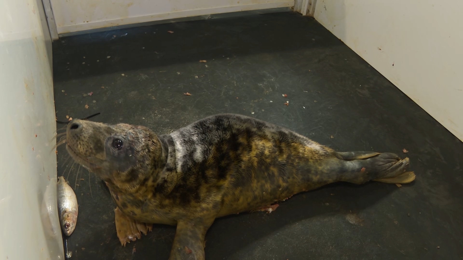 Calls to strengthen laws as seal pups are 'continuously hampered' ITV News Wales