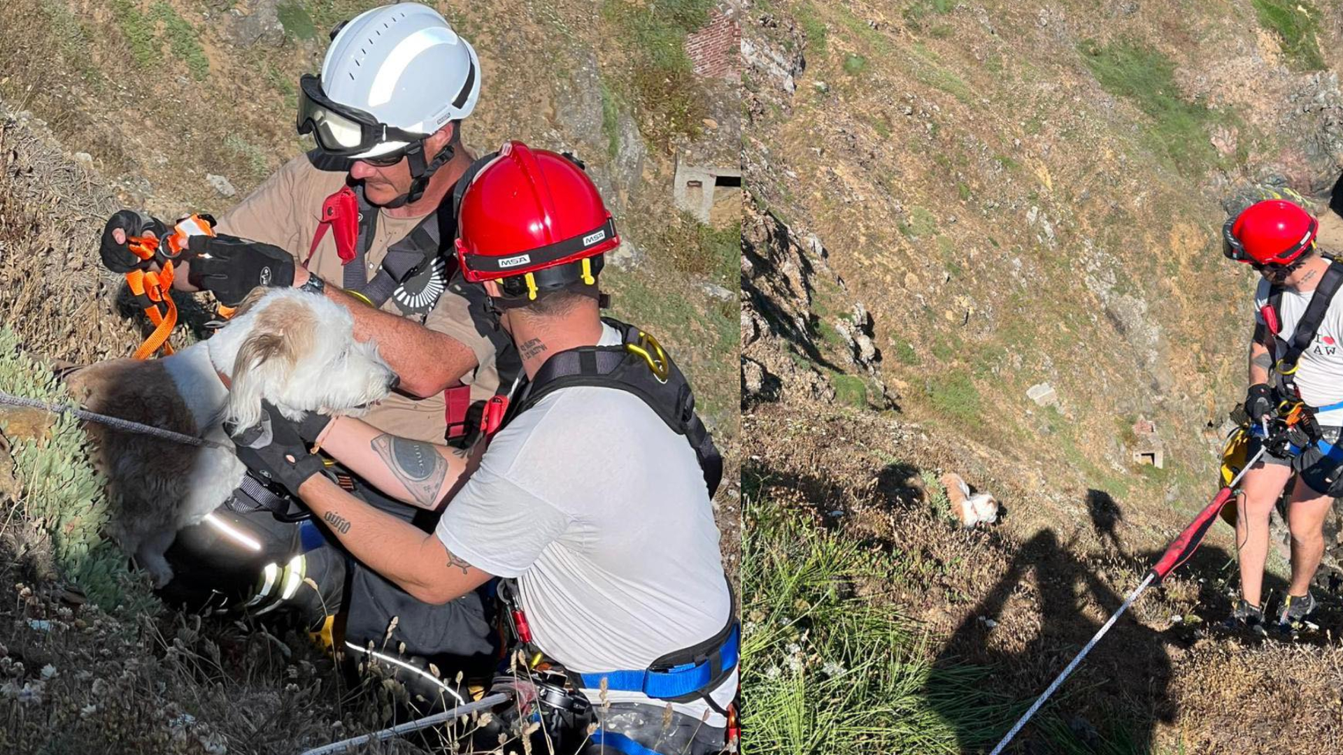 Fire crews rescue dog that fell 10 metres off cliffs in Alderney | ITV ...