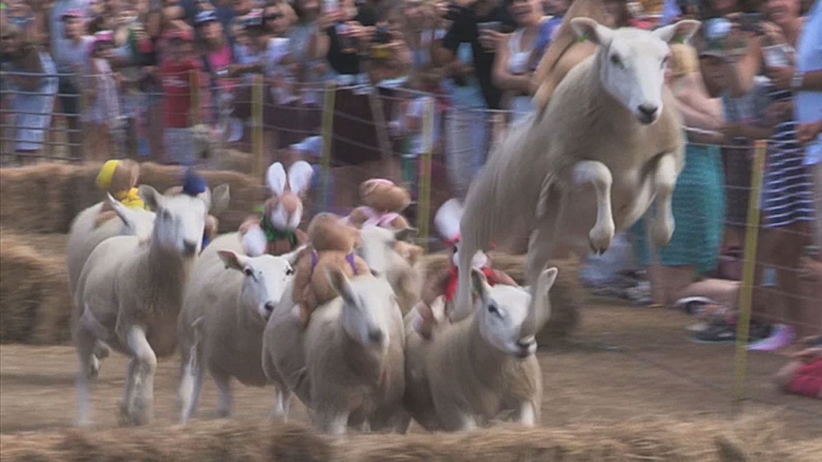 International animal rights group calls on Sark to cancel Sheep Racing ...