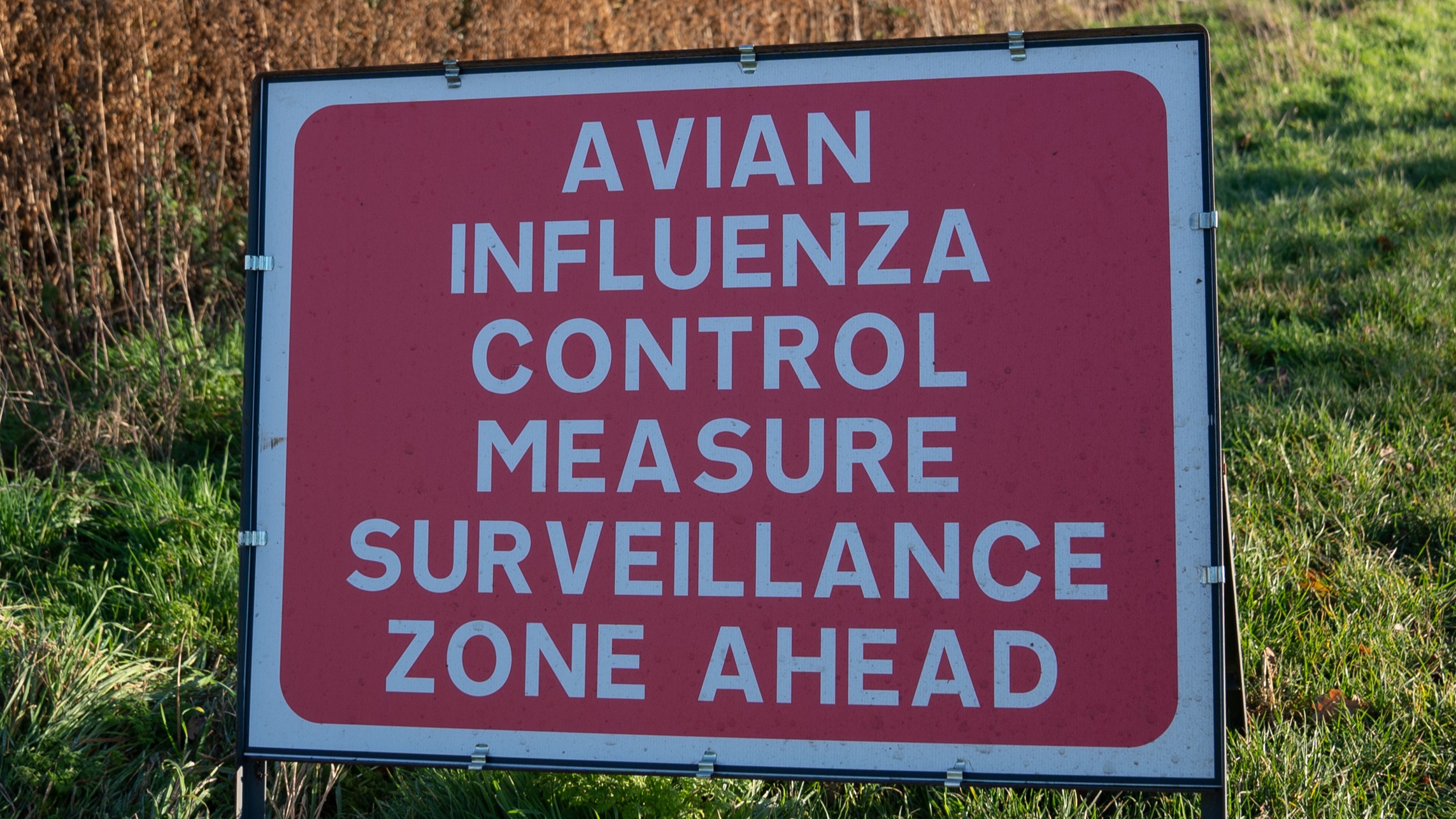 protection-zone-in-place-after-sixth-case-of-bird-flu-confirmed-in