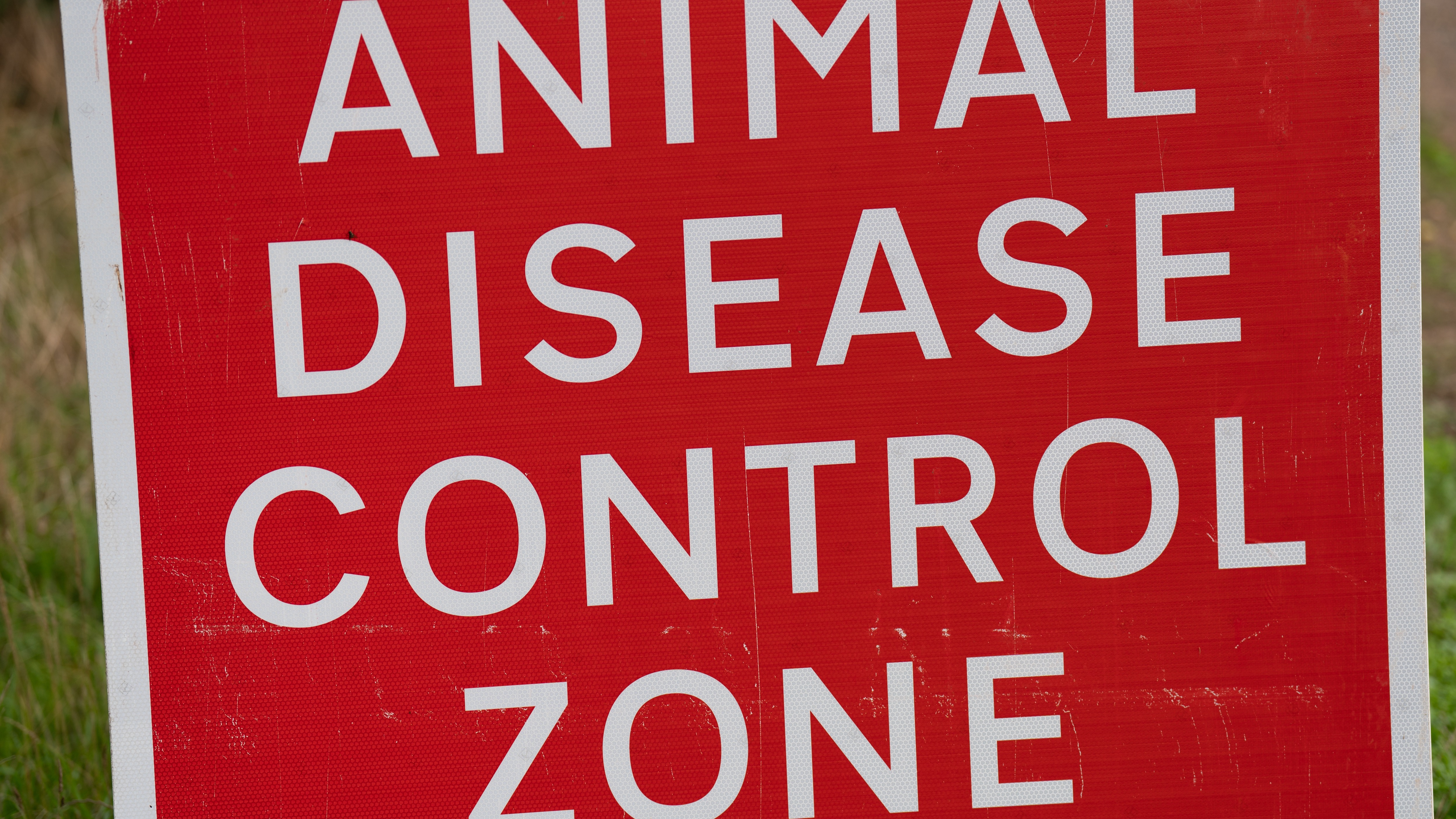 Second Bird Flu Outbreak Suspected Near Kirkcudbright In Dumfries And ...