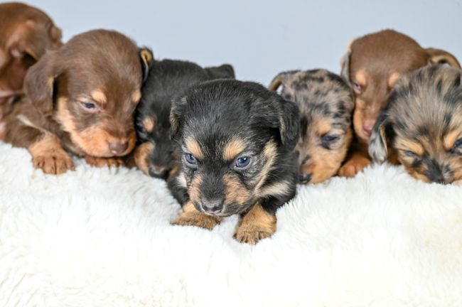 Not for use other than Central/National