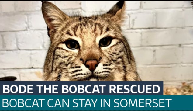 Bobcat Bode saved after capturing zookeepers' hearts - Latest From ITV News