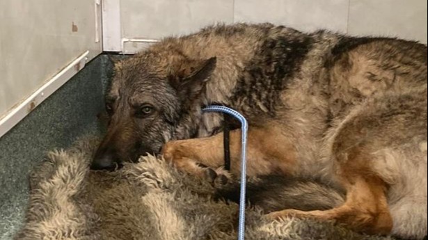 The dog is safe and well and has been handed over to the local RSPCA.