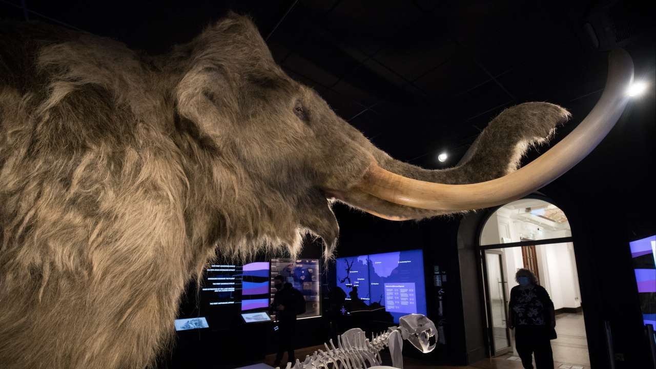 Scientists make breakthrough in the hope of resurrecting the woolly mammoth