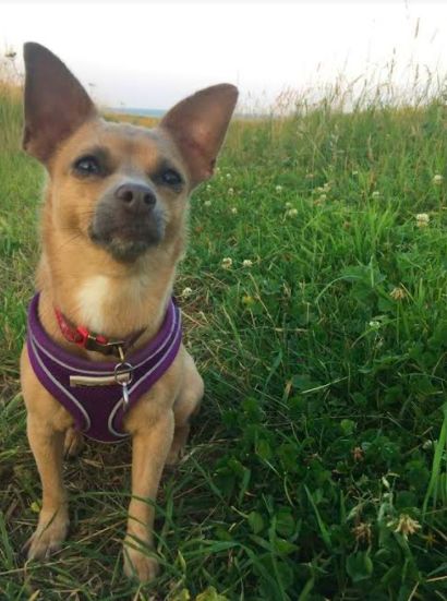 Chihuahua with broken ribs after 'brutal Christmas beatings' makes massive  recovery - Daily Star