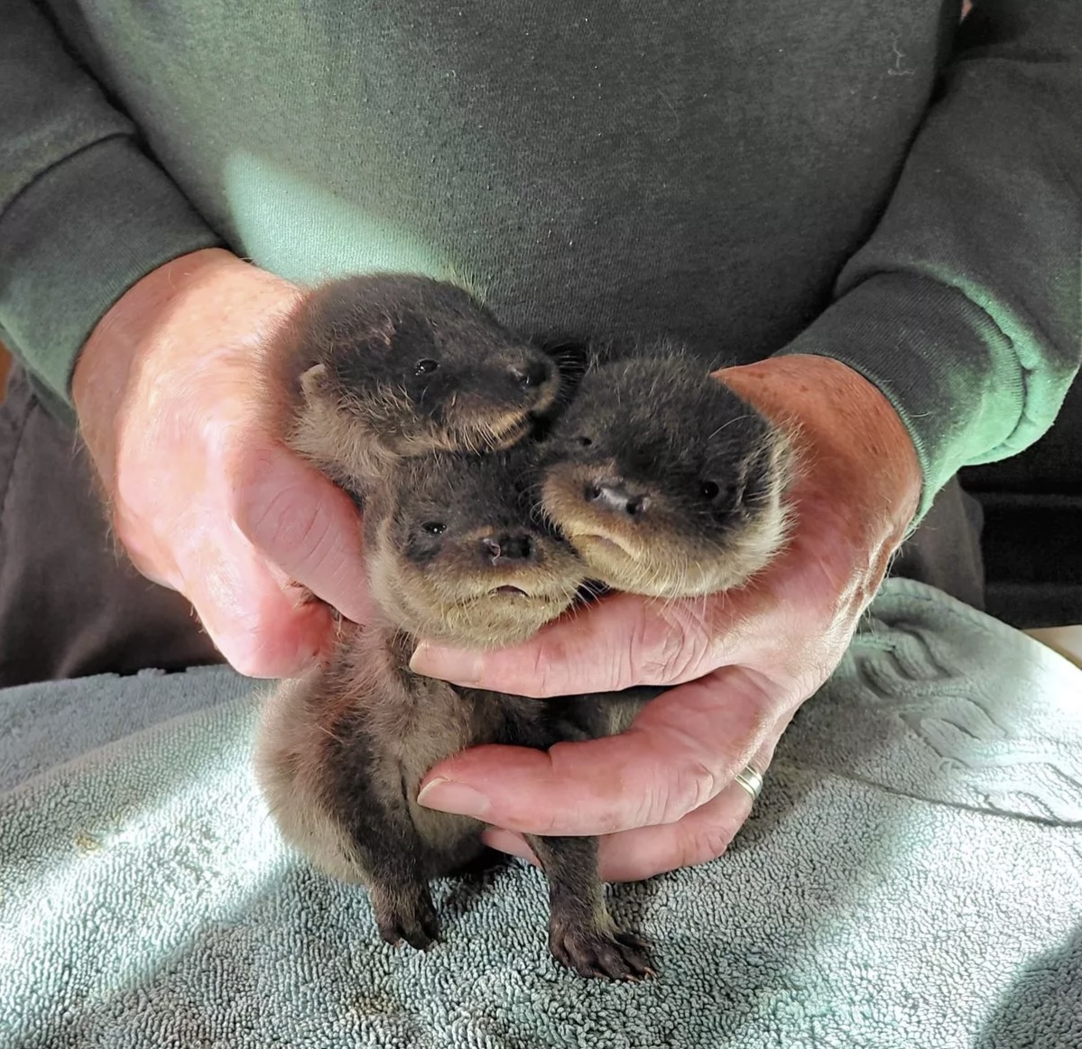 Triplet otter cubs rescued by Devon charity from tree hollow | ITV News  West Country