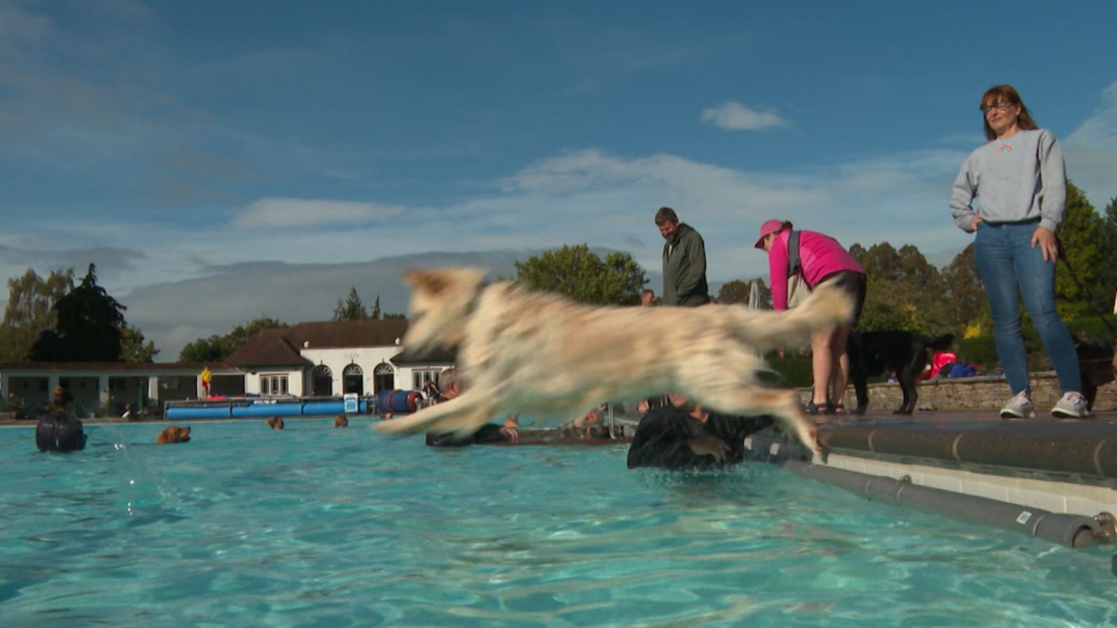 Dog online swim 2019