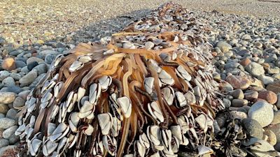 Rare and expensive seafood Gooseneck barnacles 'worth £4,000' washes up ...