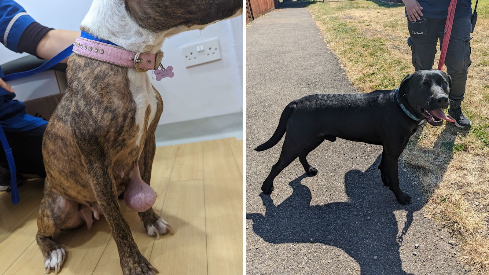 Bristol Man Banned From Owning Animals For A Decade After Sick Dogs bristol-man-banned-from-owning-animals-for-a-decade-after-sick-dogs