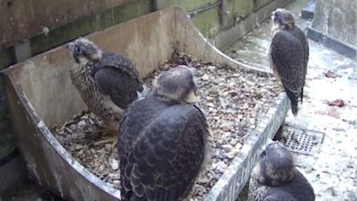 four chicks given royal names