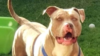  An American bully or XL bully dog called 'Beast'