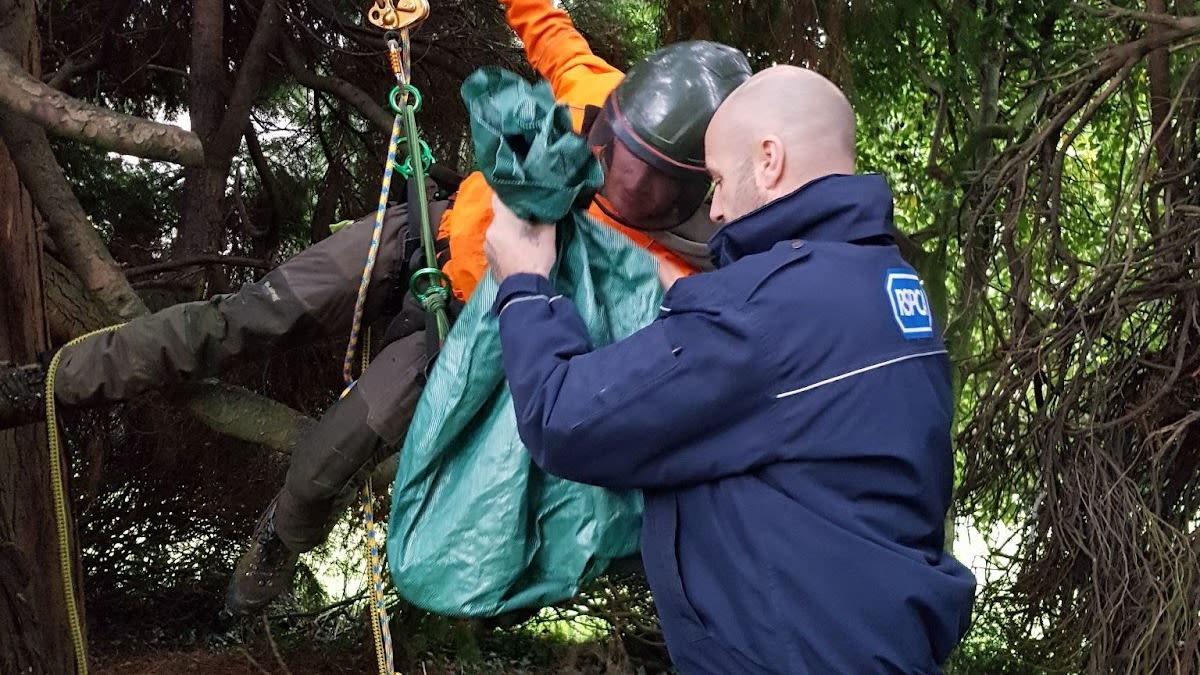 Rspca cat stuck in sales tree