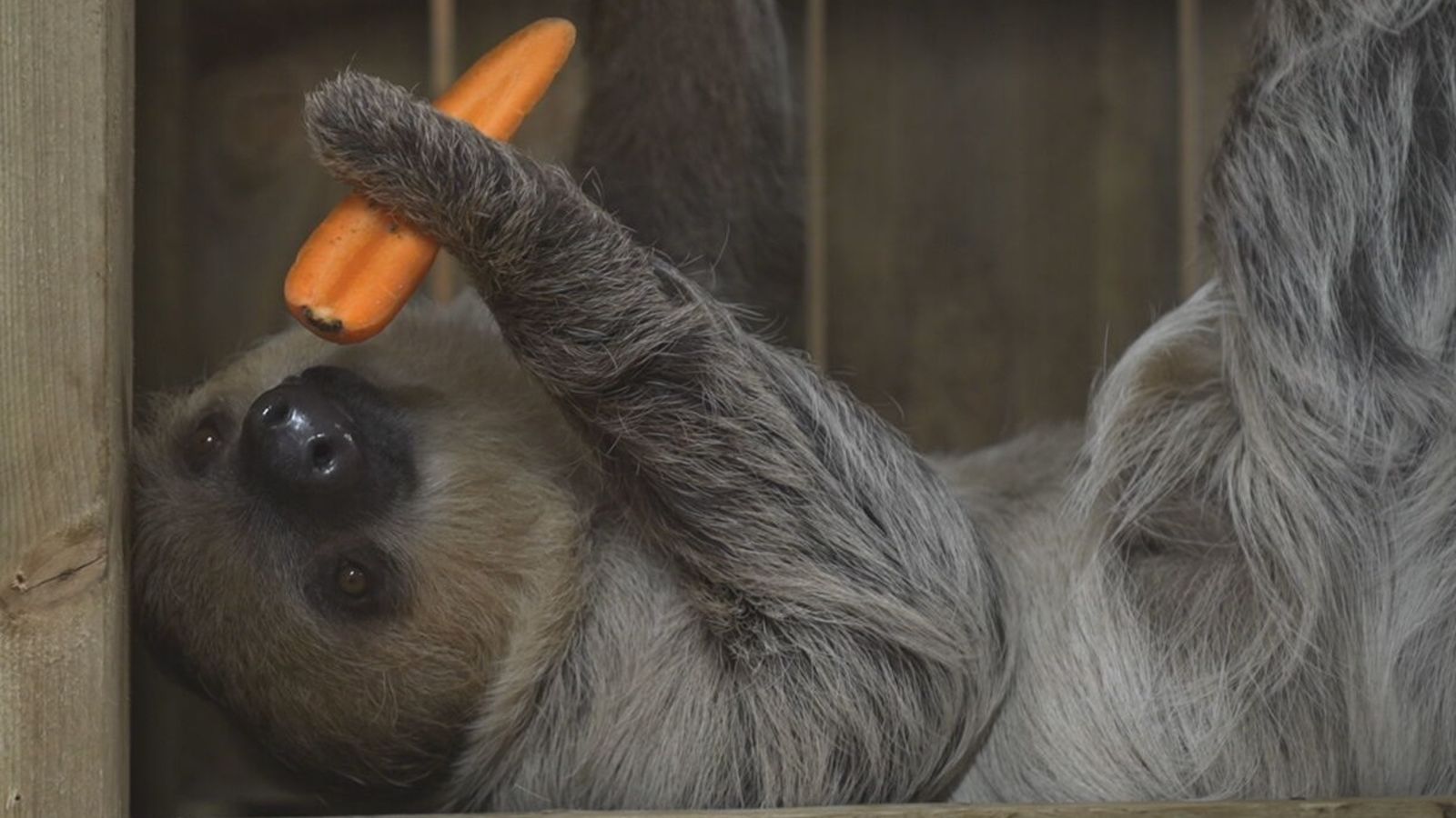Folly Farm welcomes Nova the sloth with hopes of creating nursery | ITV ...