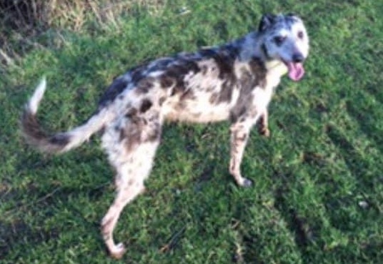 Appeal to find dog stolen during kennel breakin ITV News Meridian