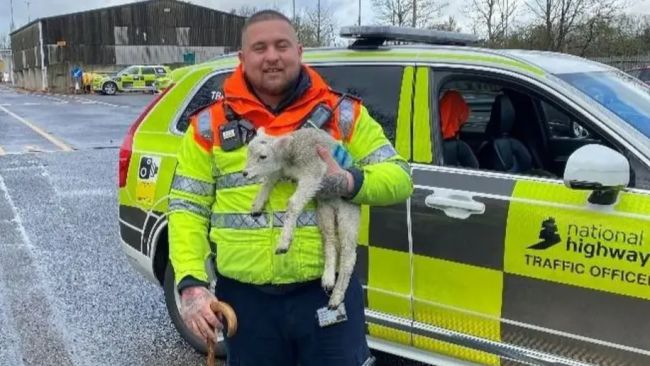 Elliot Flynn, a National Highways traffic officer, with Gappy the lamb who got stranded on the M1.
Credit: National Highways