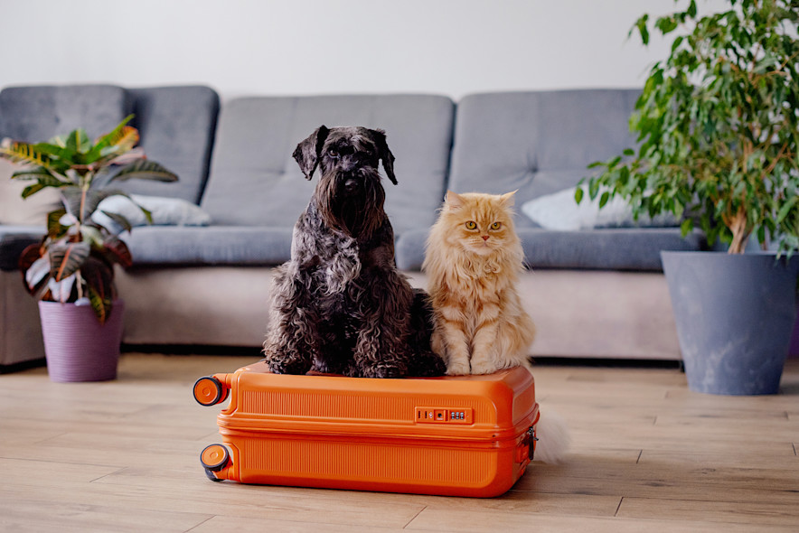 Un cane e un gatto sono seduti su una valigia nel salone di casa
