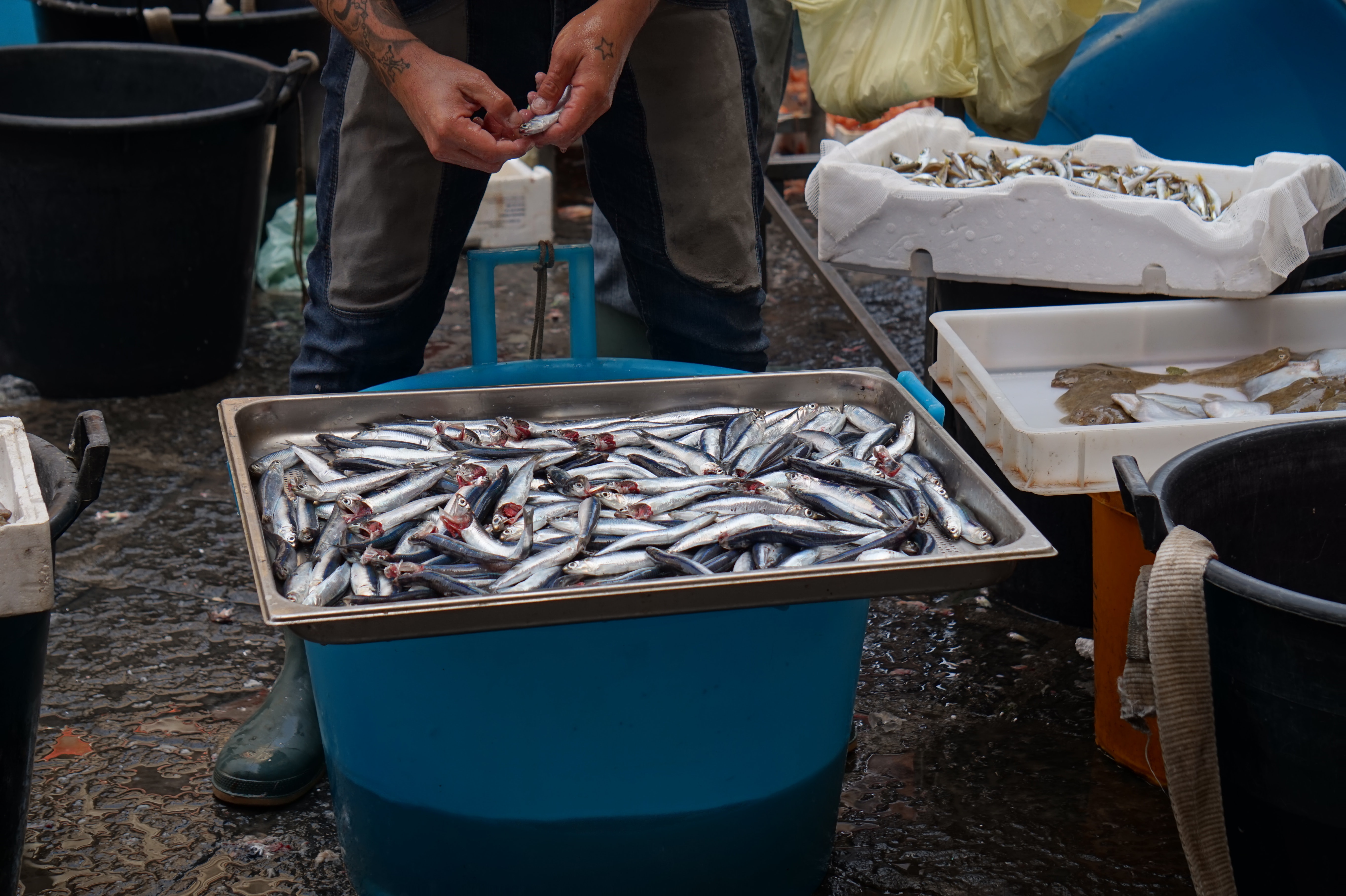 Un pescatore pulisce il pesce appena pescato