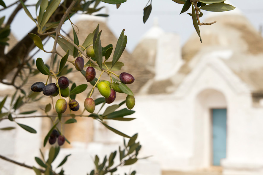 Primo piano di un ulivo e di un trullo in Puglia