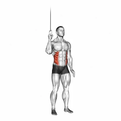 Cable Side Crunch exercise targeting Waist and Obliques