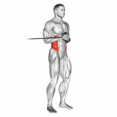 Band horizontal Pallof Press exercise targeting Waist and Obliques