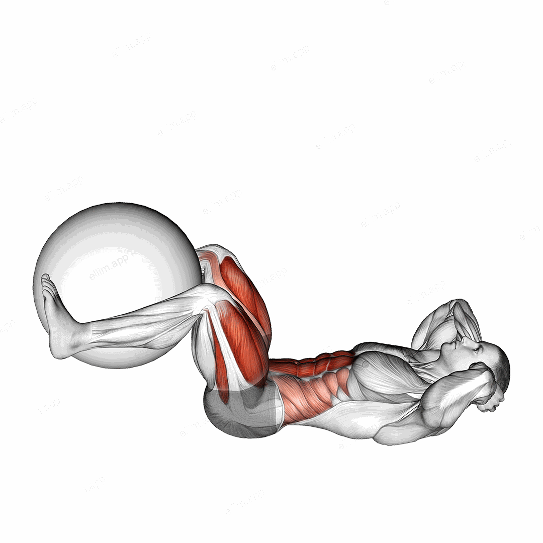 Leg Extension Crunch (with Stability Ball) exercise targeting Quadriceps and Rectus Abdominis