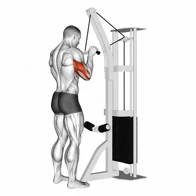 Cable Triceps Pushdown (SZ-bar) exercise targeting Upper Arms and Triceps Brachii