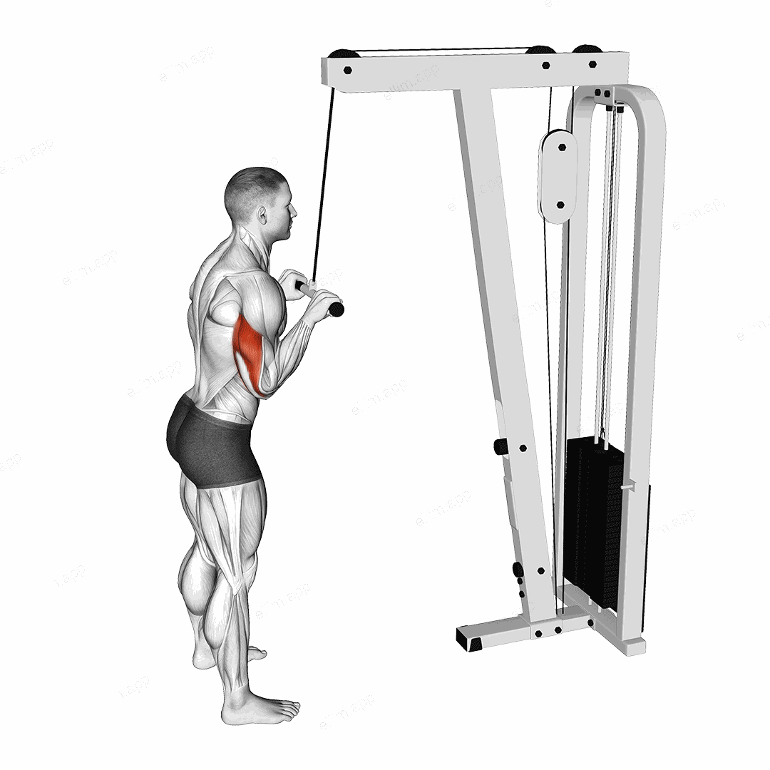 Cable Pushdown exercise targeting Upper Arms and Triceps Brachii