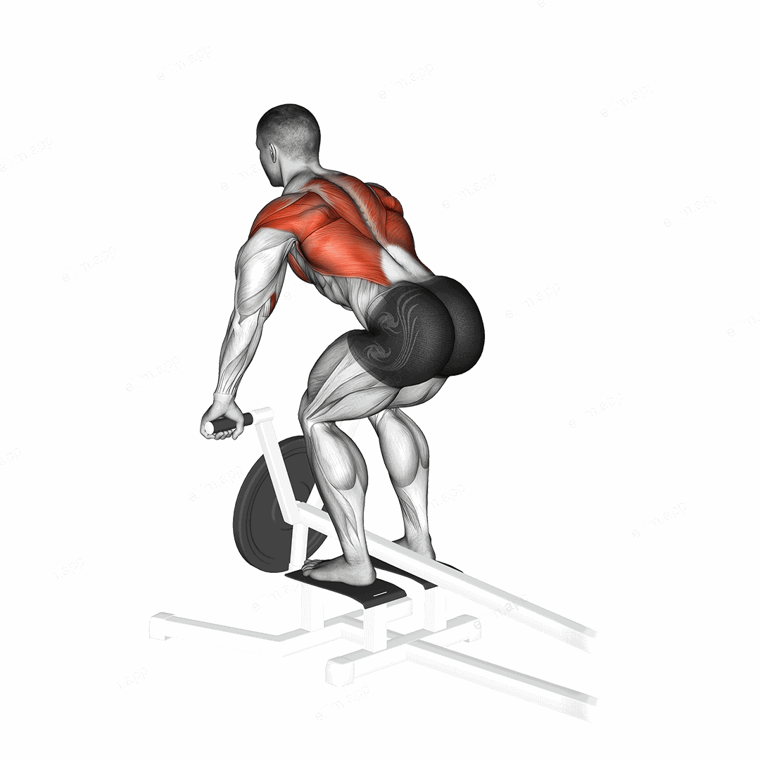 Lever T bar Row (plate loaded) exercise targeting Back and Infraspinatus