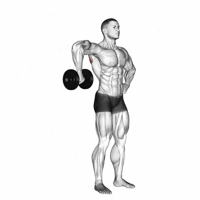 Dumbbell Upright Shoulder External Rotation exercise targeting Back and Teres Major