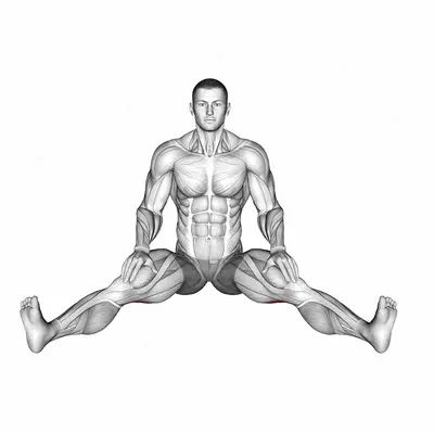 Seated Wide Angle Pose Sequence exercise targeting Thighs and Erector Spinae
