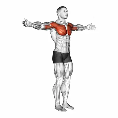 Shoulder - Transverse Flexion exercise targeting Shoulders
